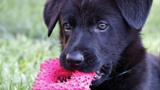 black german shepard with toy in mouth
