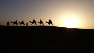 camels traveling in the dessert at sunrise