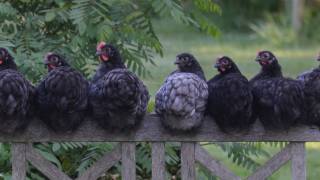 hens sitting on a fence