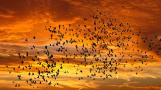 birds flying in the back ground of yellow sunset