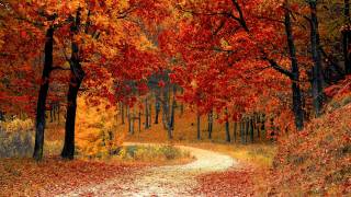 fall tree scene with red and yellow trees