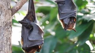 flying foxes bats hanging