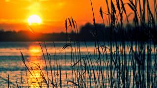 sunsetting over water with reeds