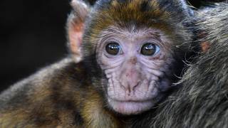  macaques monkey