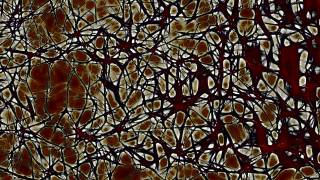 brain cell neurons