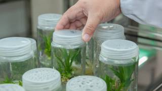 plants in a research lab being grown in plastic containers