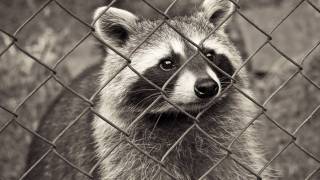 raccoon behind a fence