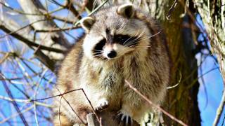 raccoon in a tree during the daytime