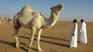 camel in desert with people