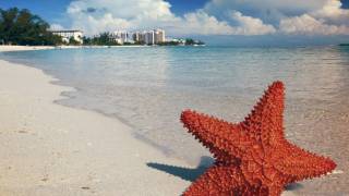 star fish on a bahama beach