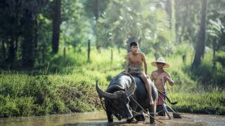 water buffalo riding in the river in Laos