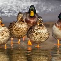 wild ducks walking in water