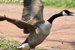 canadian goose attack