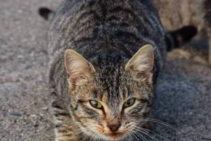 ferl street cat