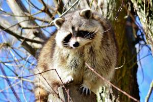 raccoon in a tree during the daytime