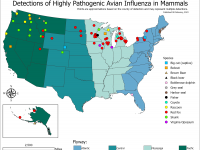 Mammals infected with bird flu in U.S.